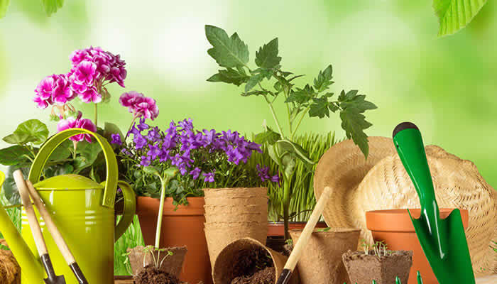 Restoration of Historic Orchards